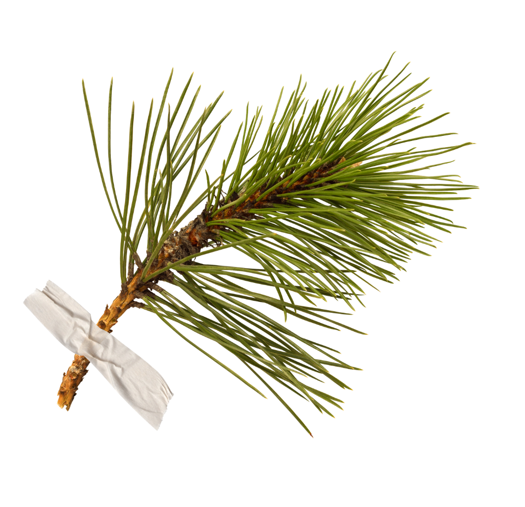 pine branch