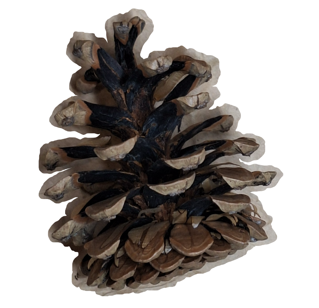 pinecone